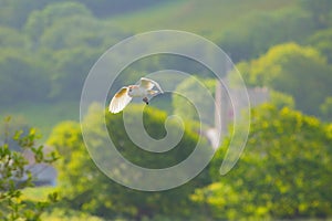 Barn owl Tyto alba