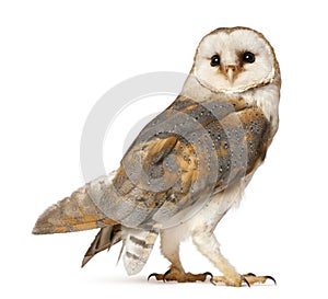 Barn Owl, Tyto alba photo