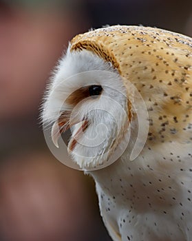 Barn Owl / tyto alba