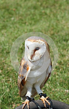 The Barn Owl (Tyto alba)