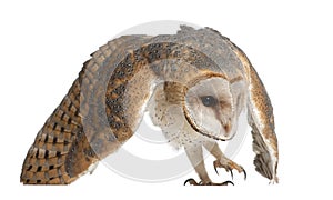 Barn Owl, Tyto alba, 4 months old photo