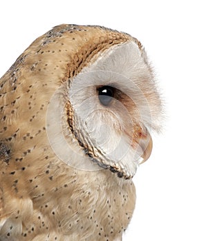 Barn Owl, Tyto alba, 4 months old, close up