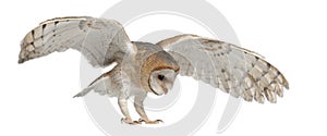 Barn Owl, Tyto alba, 4 months old, flying