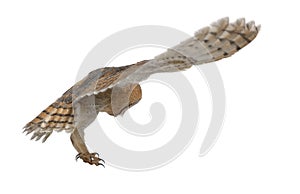 Barn Owl, Tyto alba, 4 months old, flying photo