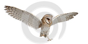 Barn Owl, Tyto alba, 4 months old, flying photo