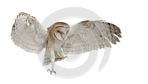 Barn Owl, Tyto alba, 4 months old, flying photo