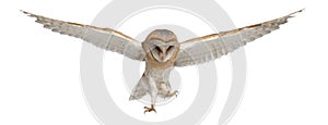 Barn Owl, Tyto alba, 4 months old, flying