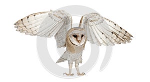 Barn Owl, Tyto alba, 4 months old, flying photo