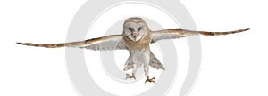 Barn Owl, Tyto alba, 4 months old, portrait photo