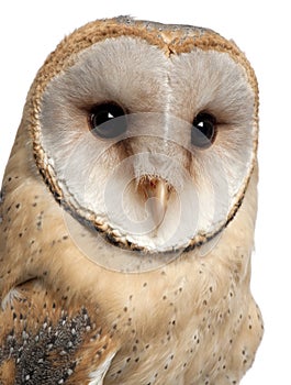 Barn Owl, Tyto alba, 4 months old, portrait photo