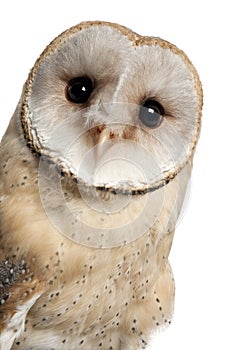 Barn Owl, Tyto alba, 4 months old, portrait photo