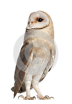 Barn Owl, Tyto alba, 4 months old, standing