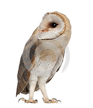 Barn Owl, Tyto alba, 4 months old, standing photo