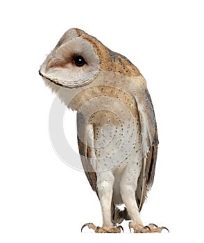 Barn Owl, Tyto alba, 4 months old, standing photo