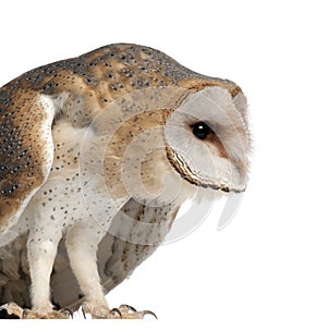 Barn Owl, Tyto alba, 4 months old, standing