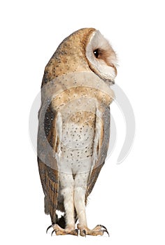 Barn Owl, Tyto alba, 4 months old, standing