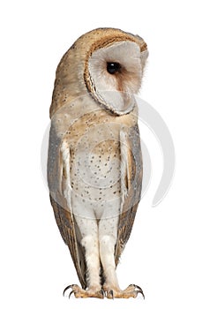 Barn Owl, Tyto alba, 4 months old, standing