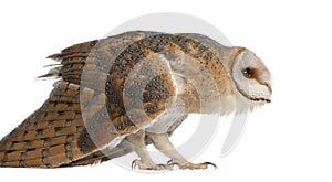 Barn Owl, Tyto alba, 4 months old, standing