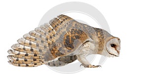 Barn Owl, Tyto alba, 4 months old, standing photo