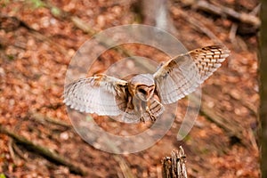 The Barn Owl Tyto alba