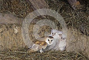 Barn Owl, tyto alba, Adult with Chicks, Attic in Normandy photo