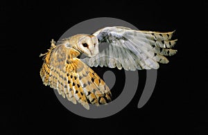 Barn Owl, tyto alba, Adult in Flight