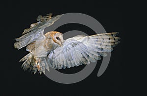 Barn Owl, tyto alba, Adult in Flight, Normandy photo