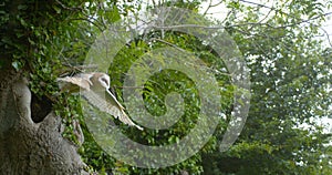 Barn Owl, tyto alba, Adult in flight, Taking off, Normandy