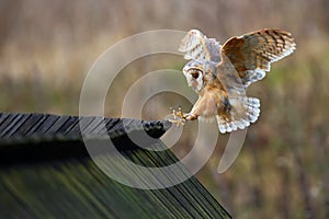 Barn owl, Tyto alba, bird landing on wooden roof, action scene in the nature habitat, flying bird, France