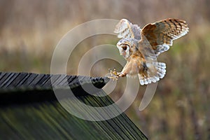 Barn owl, Tyto alba, bird landing on wooden roof, action scene in the nature habitat, flying bird, France photo