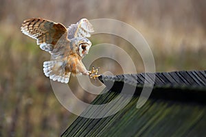 Barn owl, Tyto alba, bird landing on wooden roof, action scene in the nature habitat, flying bird, France photo