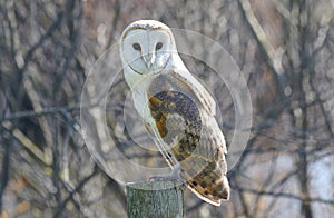 Barn owl tyto alba, bird of prey in its natural habitat, beautiful nature background.