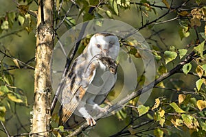 Barn owl Tyto alba on a branch eating a mouse. Noord Brabant in the Netherlands. photo