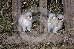 Barn Owl, tyto alba, Chicks, Attic in Normandy