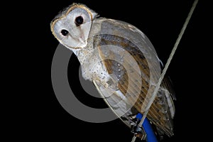 Barn Owl, Tyto alba, Egra, Purba Medinipur, West Bengal