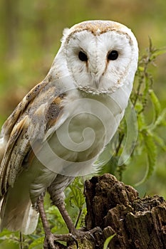 Barn Owl (Tyto alba) - England photo