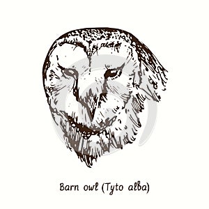 Barn owl Tyto alba face front view portrait. Ink black and white doodle drawing