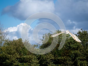 Barn owl. Tyto alba. In flight.