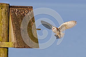 Barn Owl - Tyto alba in flight carrying its prey.