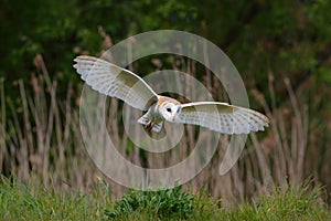 Barn owl Tyto alba flying