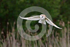 Barn owl Tyto alba flying