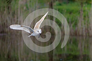 Barn owl Tyto alba flying