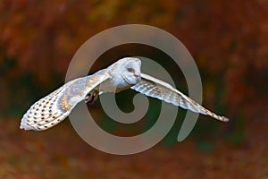 Barn Owl (Tyto alba) flying