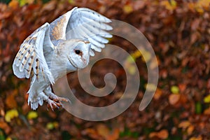 Barn Owl (Tyto alba) flying