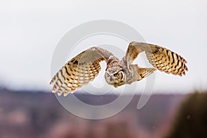 barn owl (Tyto alba) in flying