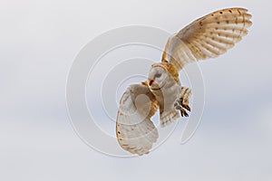 barn owl (Tyto alba) in flying