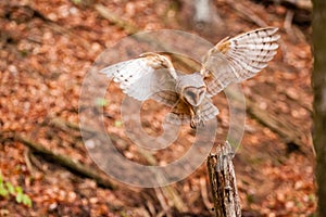 The Barn Owl Tyto alba photo