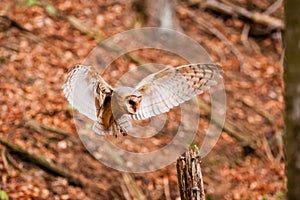 The Barn Owl Tyto alba