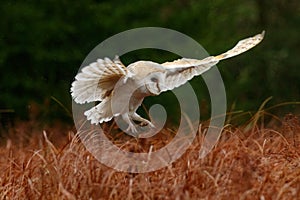 Barn Owl, Tyto alba, flying above red grass in rain. Owl landing with open spread wings. Wildlife scene from nature.