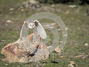 Barn owl Tyto alba flying in a falconry exhibition